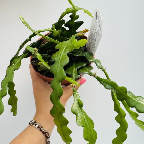 Epiphyllum anguliger “espina de pescado” 5