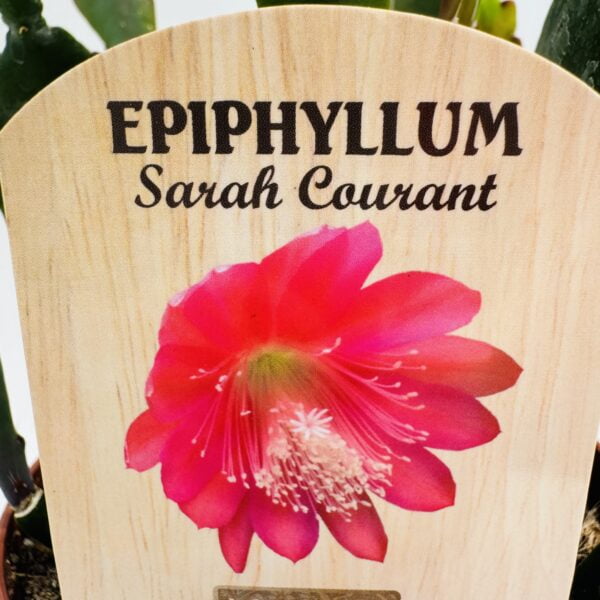 Epiphyllum Sarah Courant 2