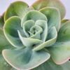 Echeveria mandala