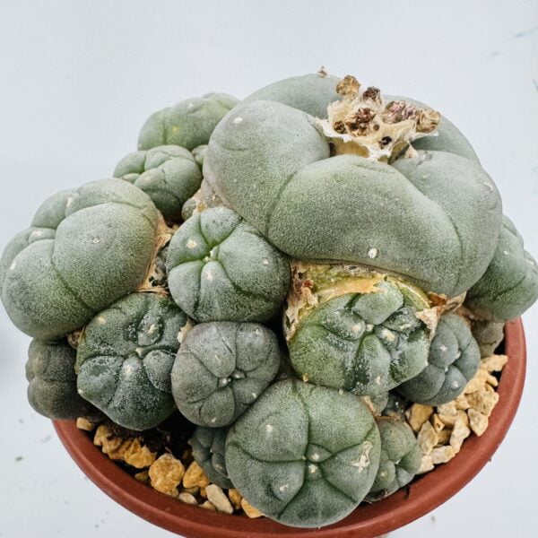 “Peyote” Lophophora williamsii caespitosa 4
