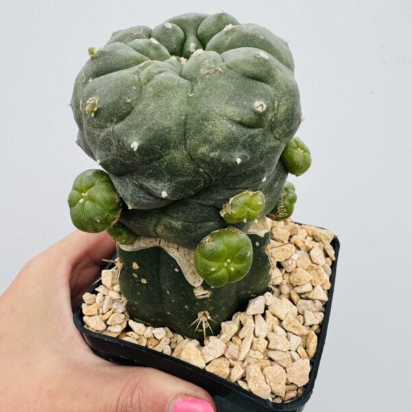 “Peyote” Lophophora williamsii caespitosa 6