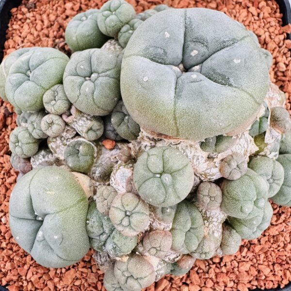 “Peyote” Lophophora williamsii caespitosa 9