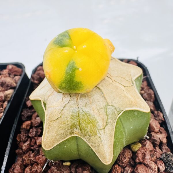 Lophophora williamsii caespitosa variegata