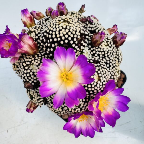Mammillaria luethyi