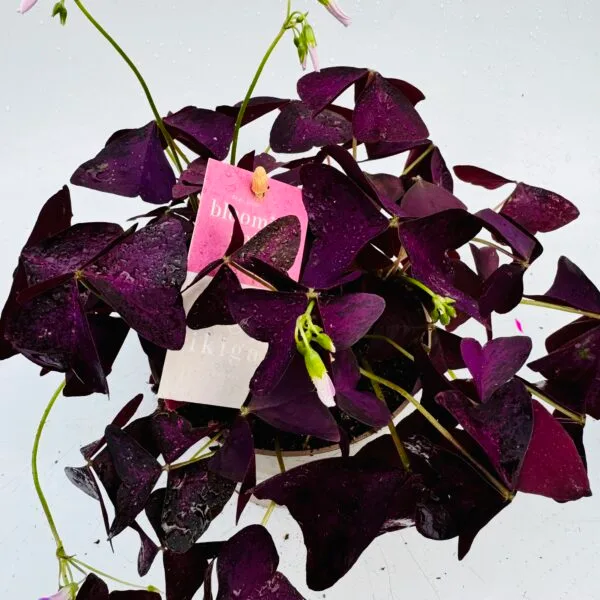 Trébol purpura, Oxalis ikigai
