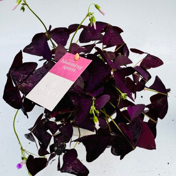 Trébol purpura, Oxalis ikigai - Imagen 3