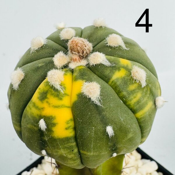 Astrophytum asterias nudum variegata (2) 6