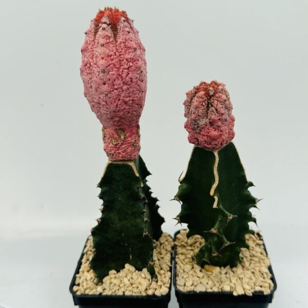 Euphorbia abdelkuri damask pink 3
