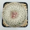 Epithelantha micromeris