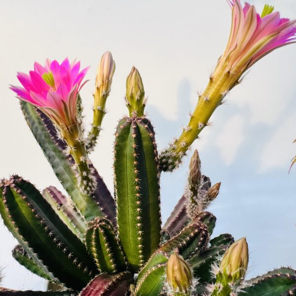 Echinocereus scheeri gentryi