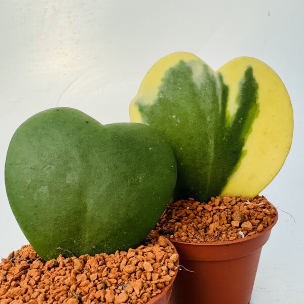 Hoya kerri “Planta corazón” 1