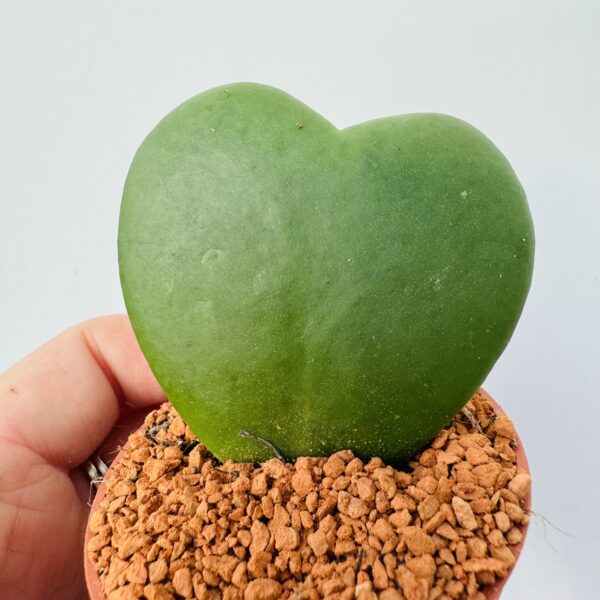 Hoya kerri “Planta corazón” 3
