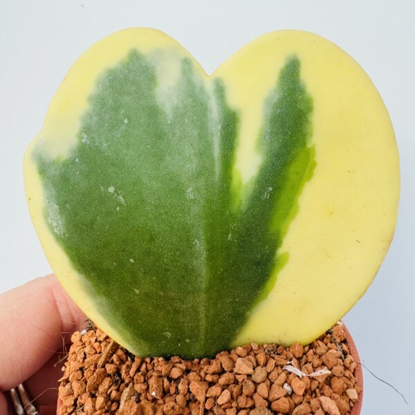 Hoya kerri “Planta corazón” 4