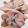 Echeveria Mr. Richard variegata