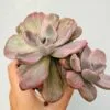 Echeveria Mr. Richard variegata - Imagen 5