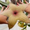 Stapelia gigantea