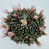 Mammillaria painteri