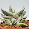 Gasteria sakura fuji variegata