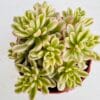 Sedum joyce tulloch variegata