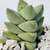 Crassula moonglow