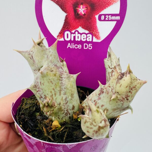 Orbea alice 3