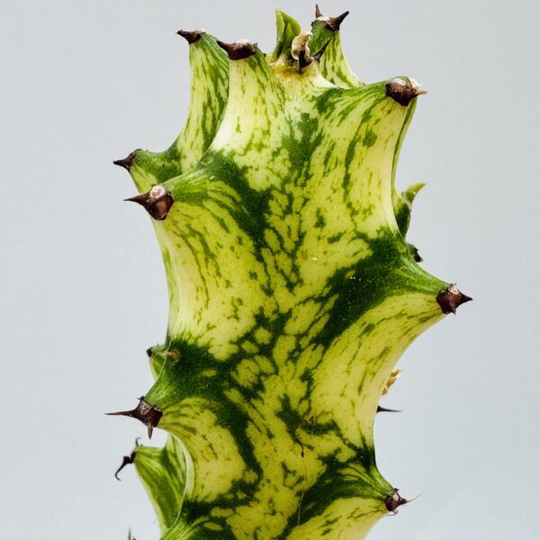 Euphorbia trigona mint cream 4