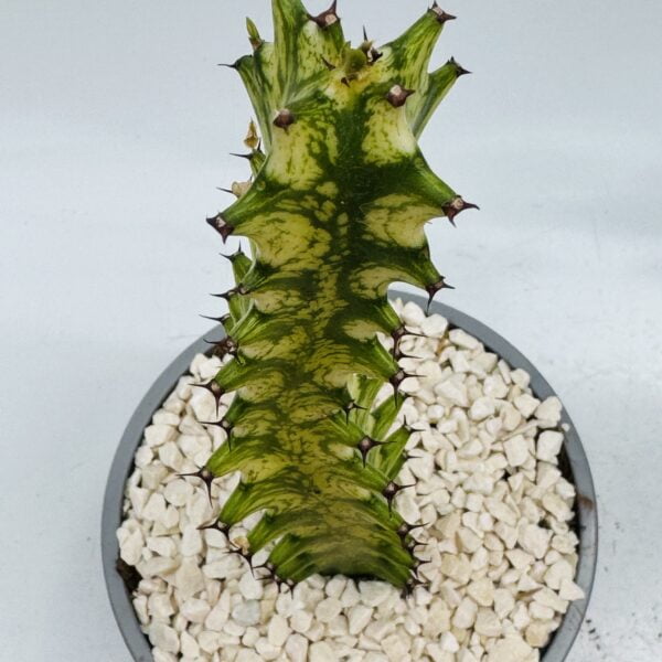 Euphorbia trigona mint cream 6