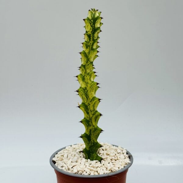 Euphorbia trigona mint cream 2