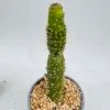 Cleistocactus jujuyensis f. monstruoso - Imagen 4