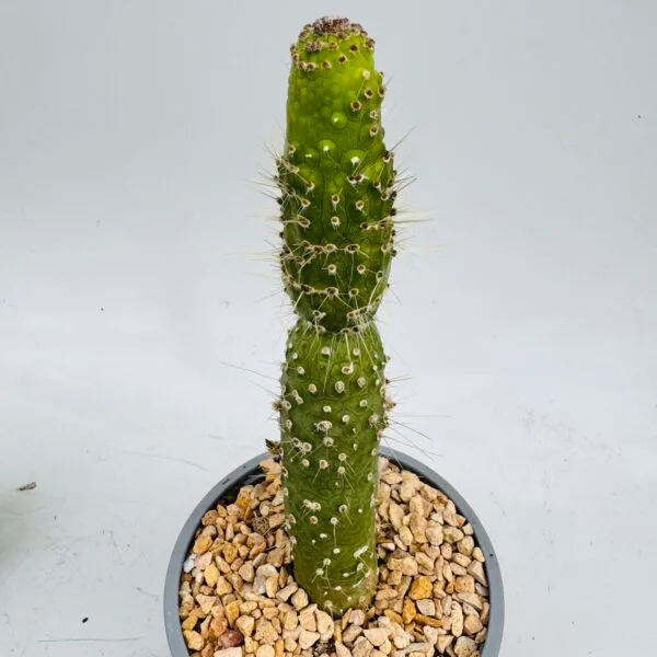 Cleistocactus jujuyensis f. monstruoso - Imagen 4