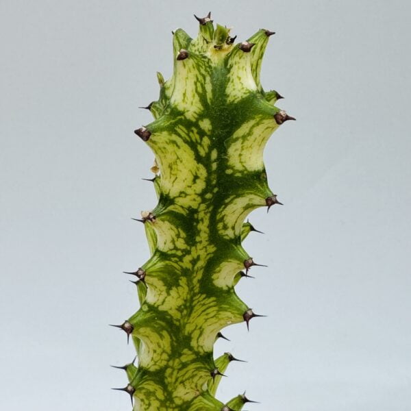 Euphorbia trigona mint cream 1