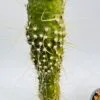 Cleistocactus jujuyensis f. monstruoso - Imagen 5