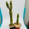 Cleistocactus jujuyensis f. monstruoso - Imagen 7