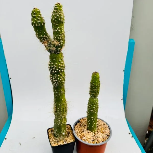 Cleistocactus jujuyensis f. monstruoso - Imagen 7