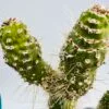 Cleistocactus jujuyensis f. monstruoso