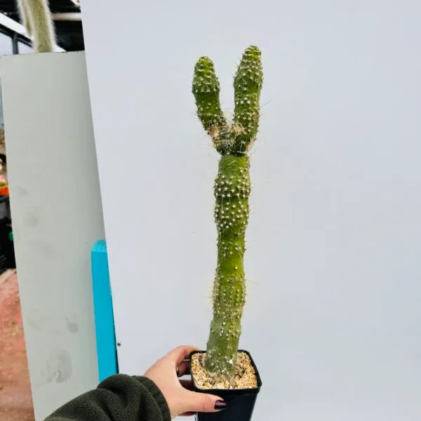 Cleistocactus jujuyensis f. monstruoso - Imagen 3