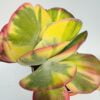 Kalanchoe thyrsiflora “arcoíris”