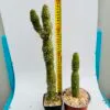 Cleistocactus jujuyensis f. monstruoso - Imagen 2