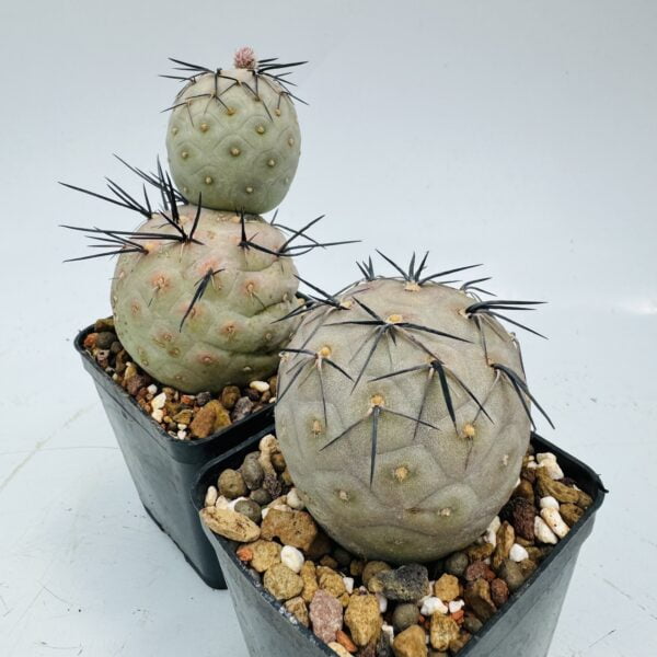 Cactus Colección 5