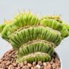 Eulychia castanea spiralis cristata