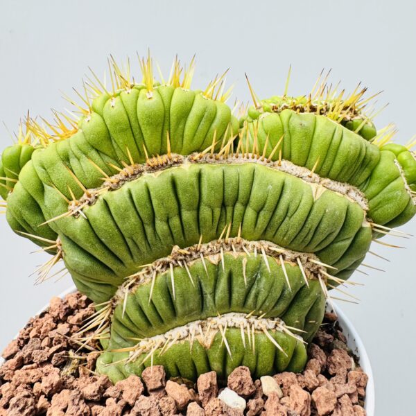 Eulychia castanea spiralis cristata