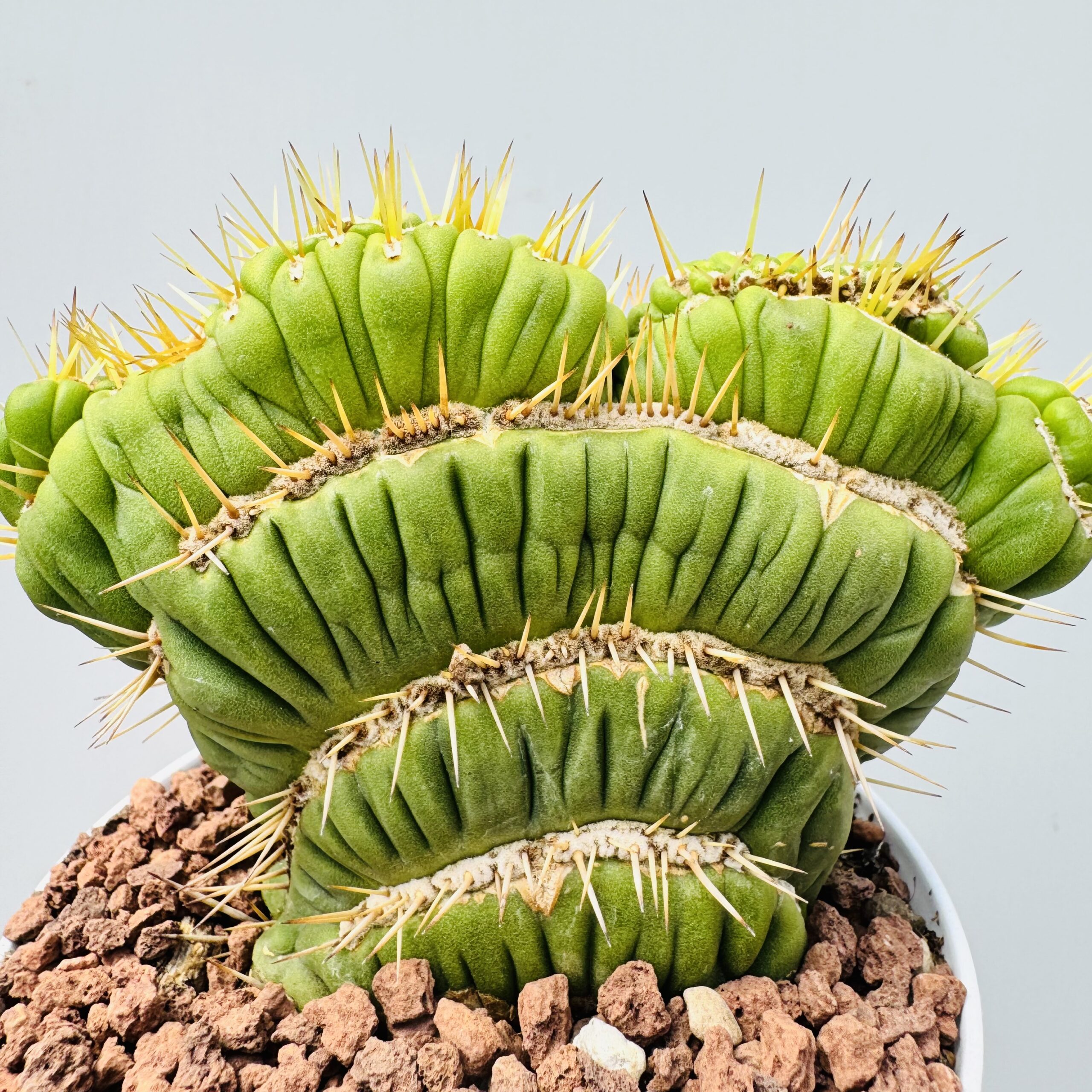 Eulychia castanea spiralis cristata