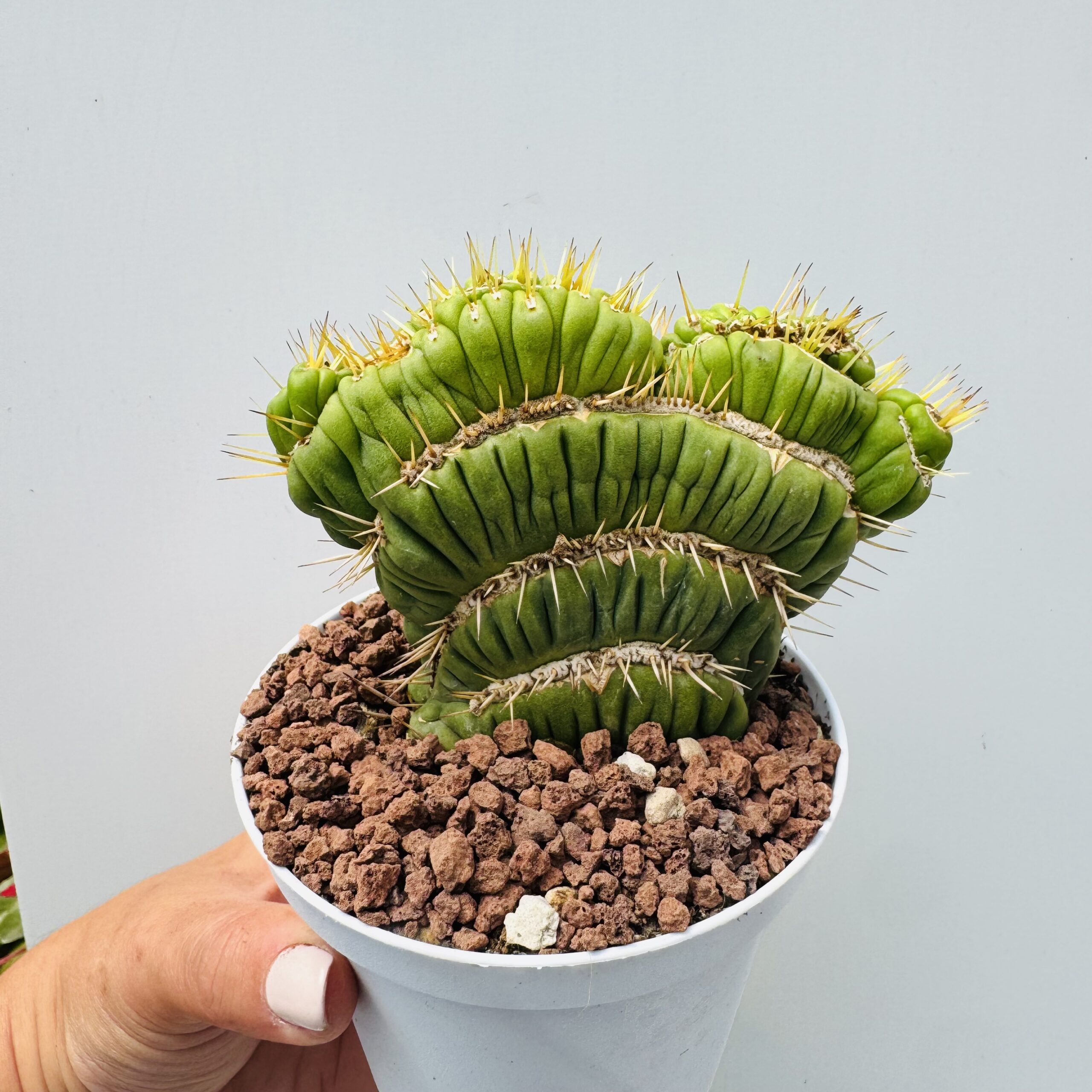 Eulychia castanea spiralis cristata - Imagen 5