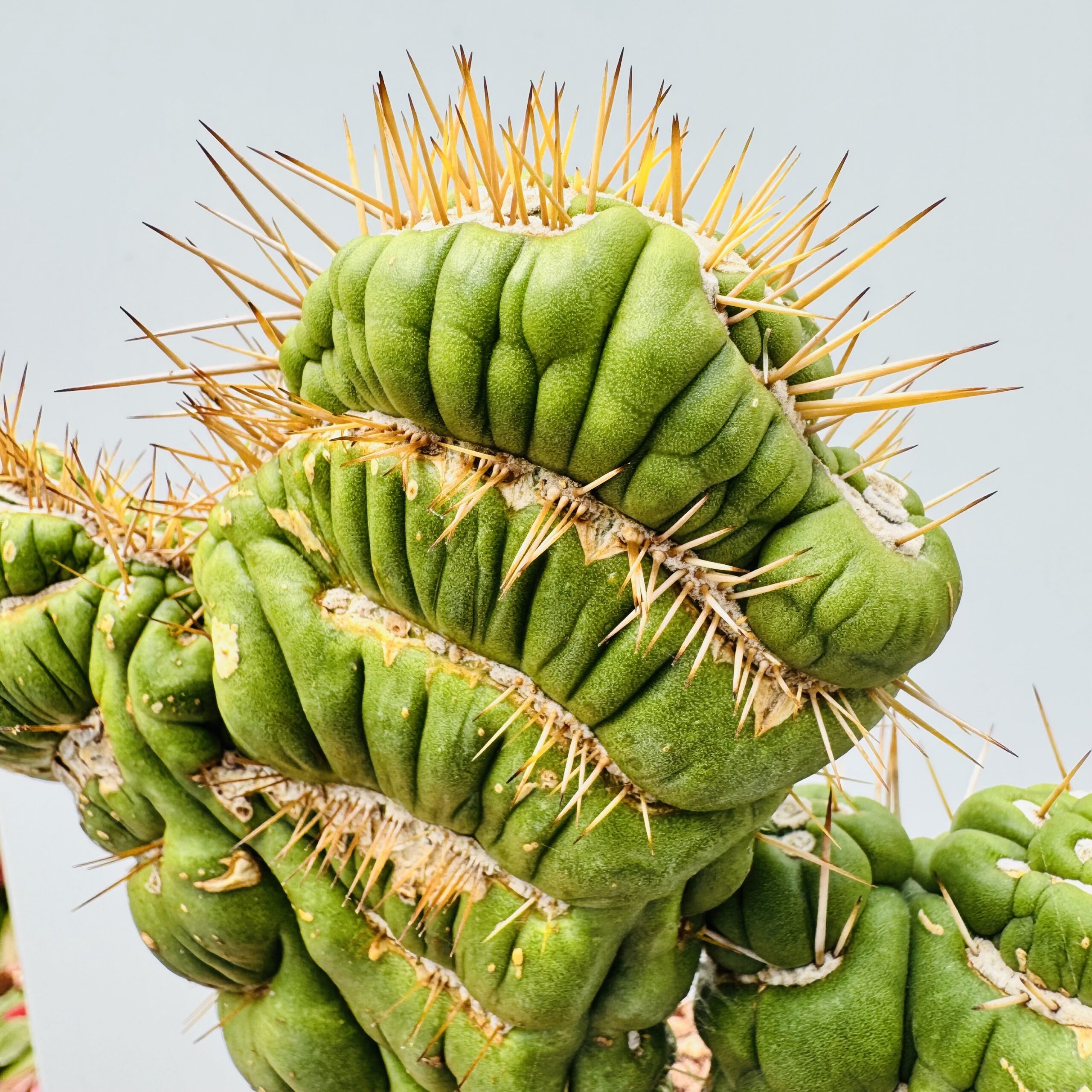 Eulychia castanea spiralis cristata - Imagen 4