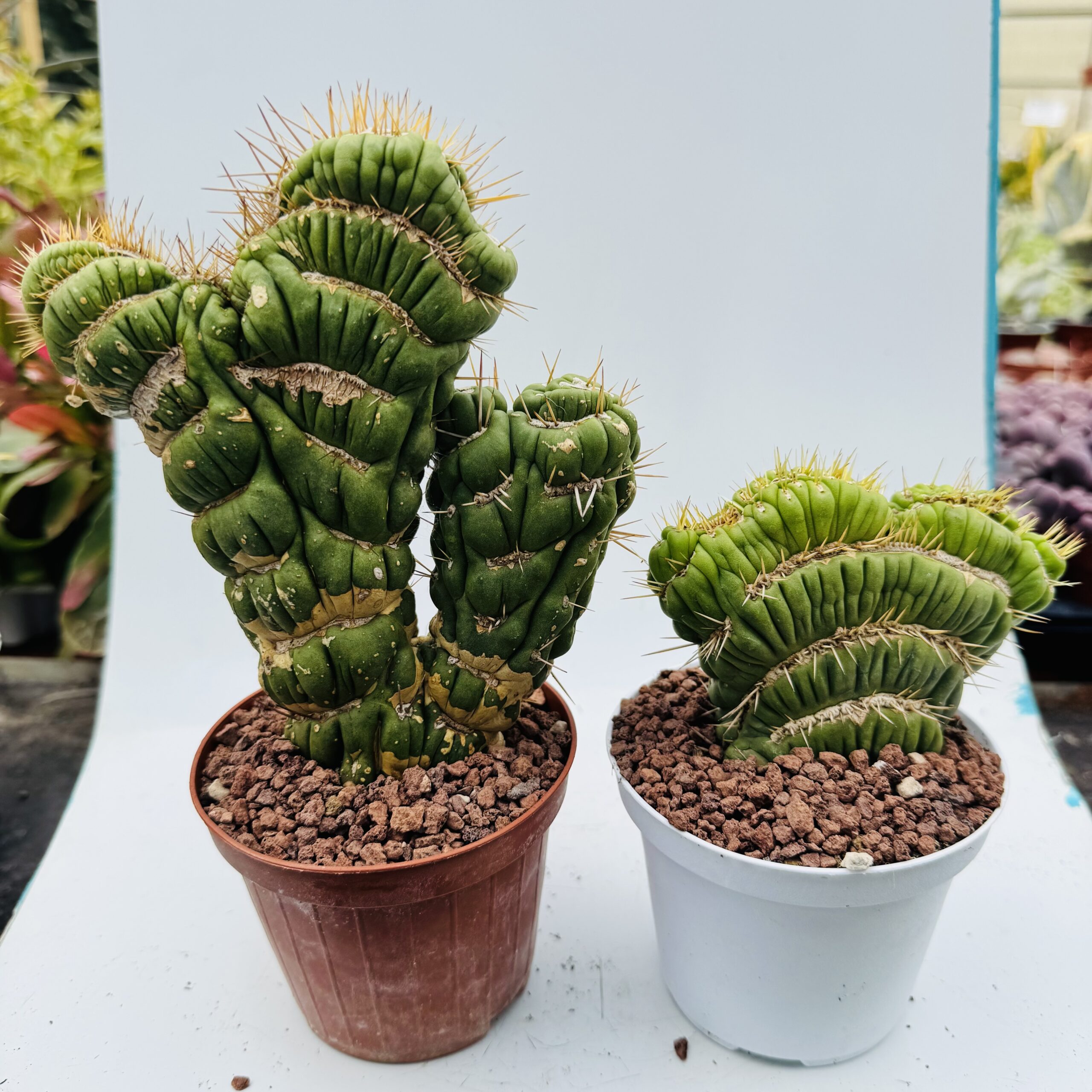 Eulychia castanea spiralis cristata - Imagen 2
