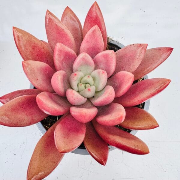 Graptoveria pink donna - Image 3