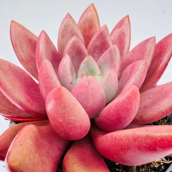 Graptoveria pink donna