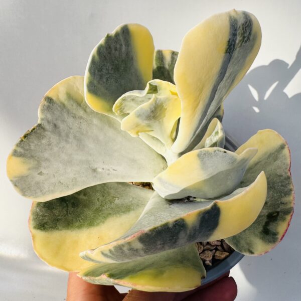 Cotyledon undulata variegata
