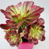 Aeonium mardi gras