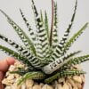 Haworthia fasciata alba